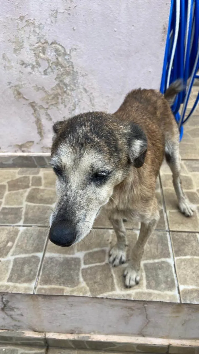 Cachorro ra a SRD-ViraLata idade 6 ou mais anos nome Tigreza