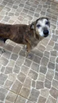 Tigreza
