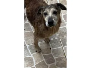 Cachorro raça SRD-ViraLata idade 6 ou mais anos nome Tigreza