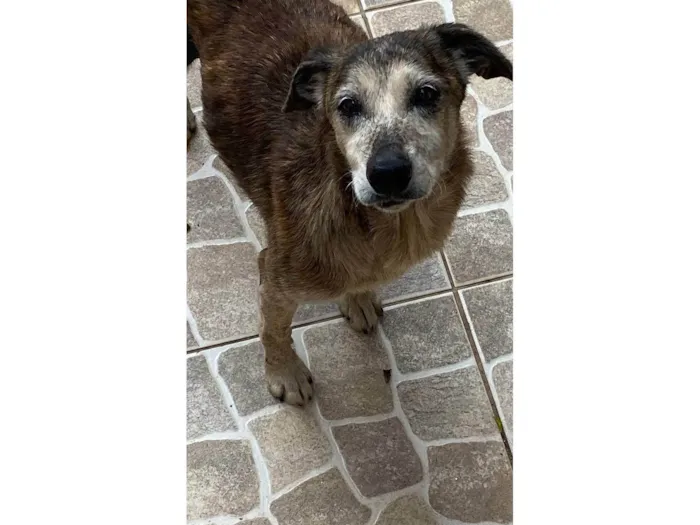 Cachorro ra a SRD-ViraLata idade 6 ou mais anos nome Tigreza
