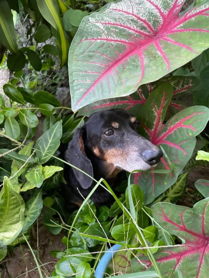 Cachorro ra a Sheepdog idade 6 ou mais anos nome Salsi