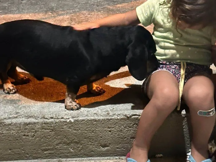 Cachorro ra a Sheepdog idade 6 ou mais anos nome Salsi