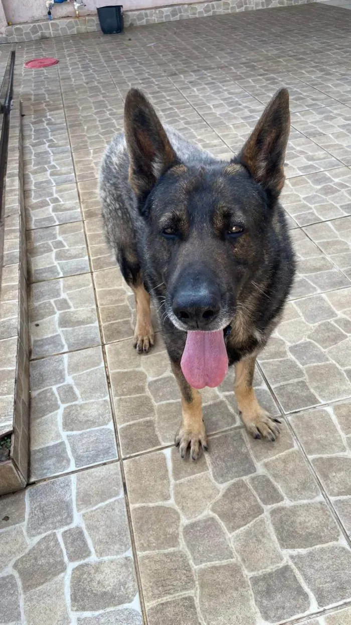 Cachorro ra a Pastor Alemão idade 6 ou mais anos nome Hulk