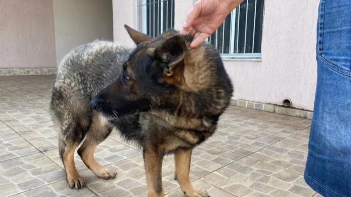 Cachorro ra a Pastor Alemão idade 6 ou mais anos nome Hulk