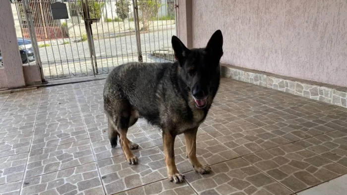 Cachorro ra a Pastor Alemão idade 6 ou mais anos nome Hulk