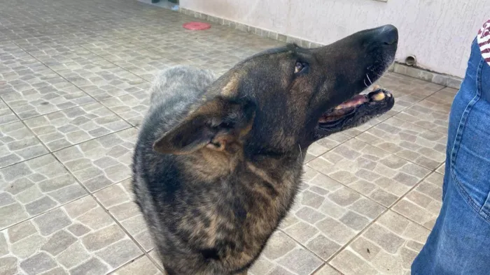 Cachorro ra a Pastor Alemão idade 6 ou mais anos nome Hulk