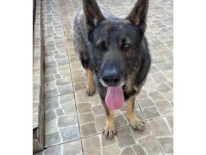 Cachorro raça Pastor Alemão idade 6 ou mais anos nome Hulk