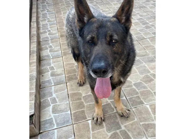 Cachorro ra a Pastor Alemão idade 6 ou mais anos nome Hulk