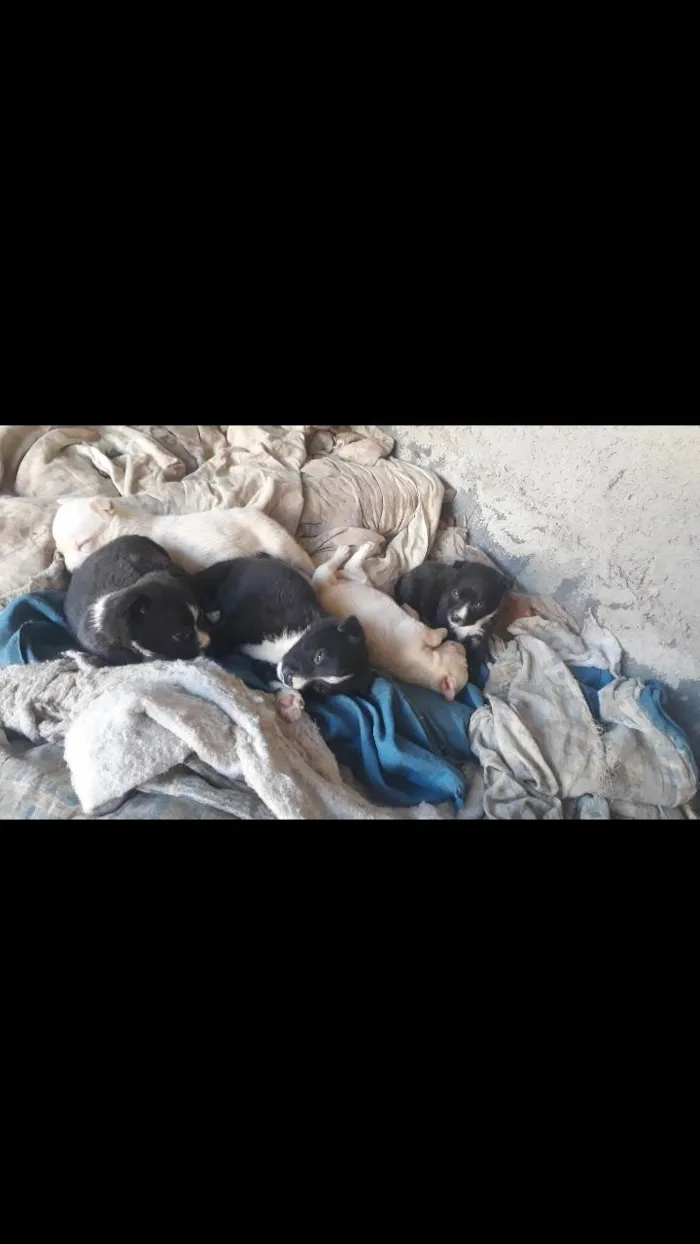 Cachorro ra a Pit-Bull idade Abaixo de 2 meses nome Thalia de souza rodrigues 