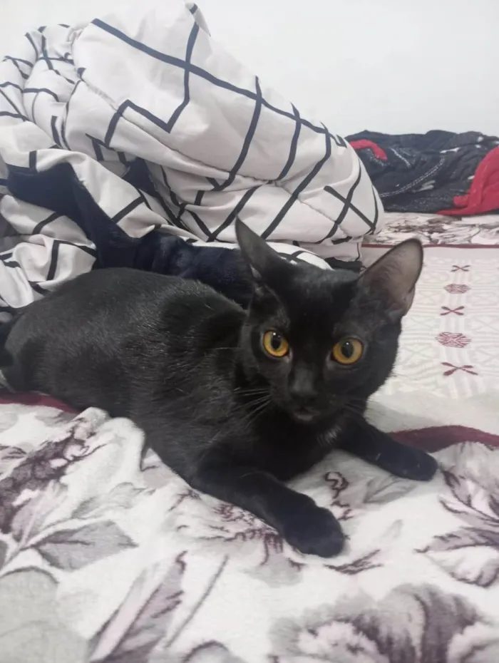 Gato ra a SRD-ViraLata idade 7 a 11 meses nome LUA 