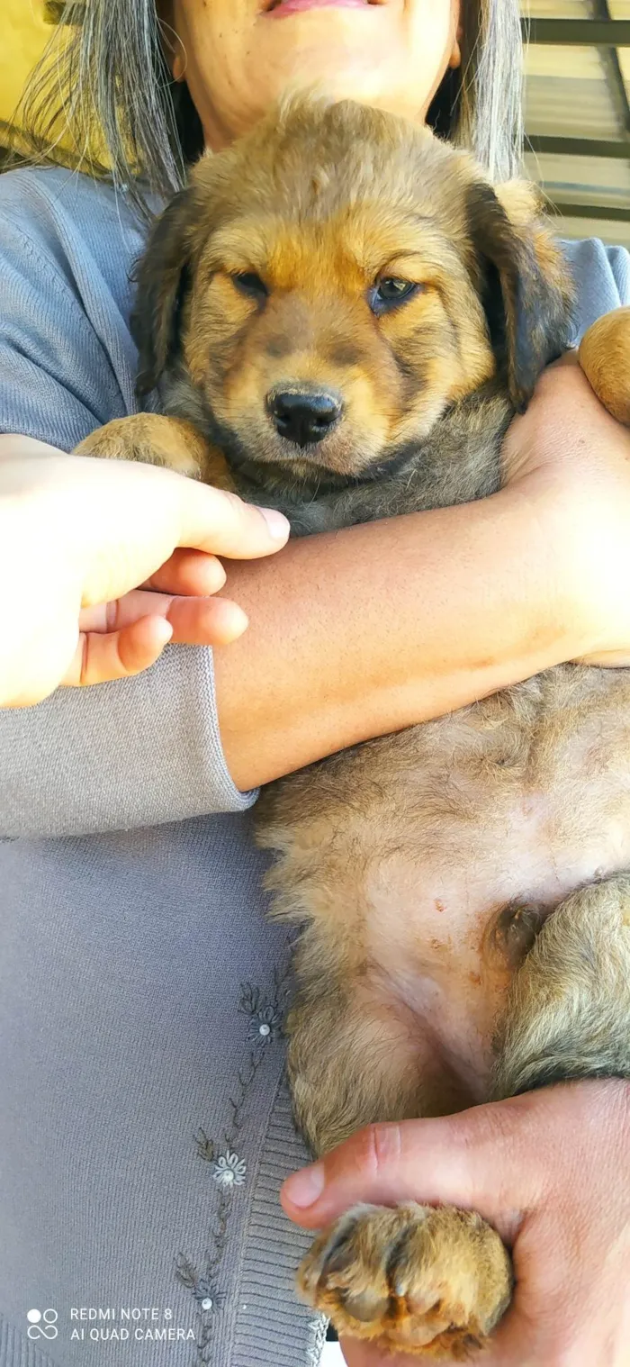 Cachorro ra a SRD-ViraLata idade Abaixo de 2 meses nome Fred