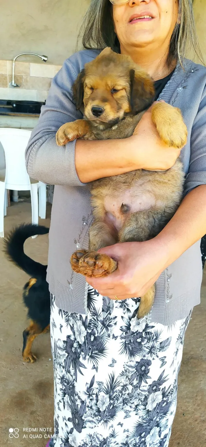 Cachorro ra a SRD-ViraLata idade Abaixo de 2 meses nome Fred
