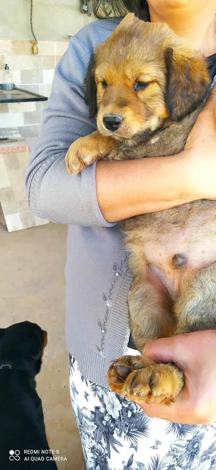 Cachorro ra a SRD-ViraLata idade Abaixo de 2 meses nome Fred