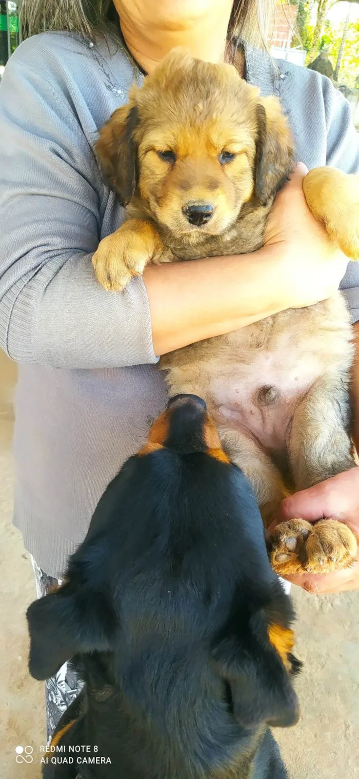 Cachorro ra a SRD-ViraLata idade Abaixo de 2 meses nome Fred