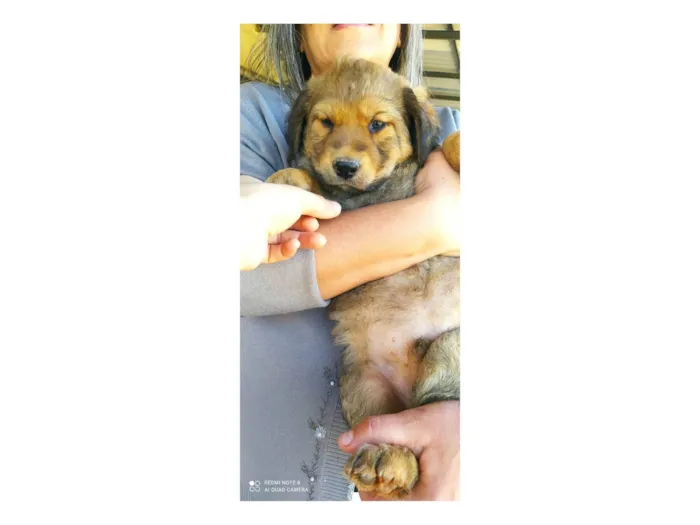 Cachorro ra a SRD-ViraLata idade Abaixo de 2 meses nome Fred