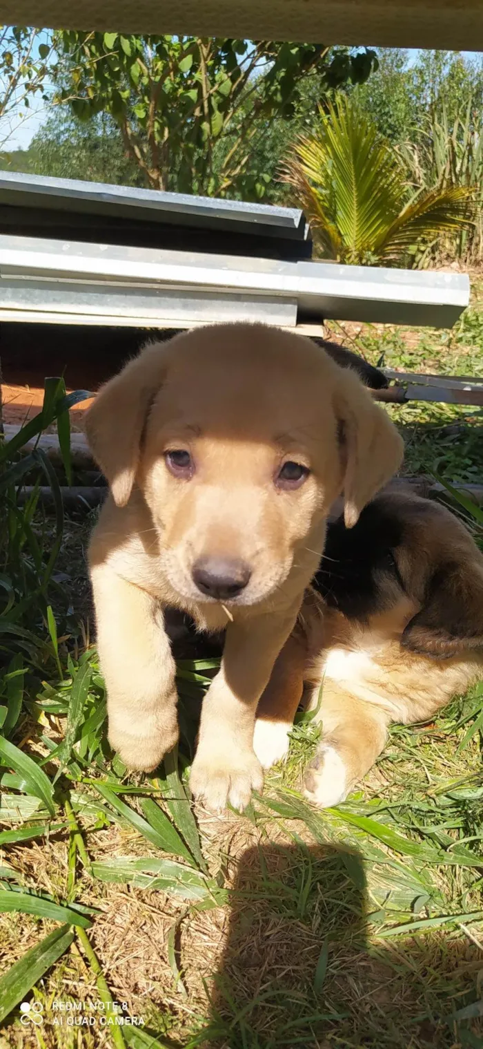 Cachorro ra a SRD-ViraLata idade Abaixo de 2 meses nome Ted