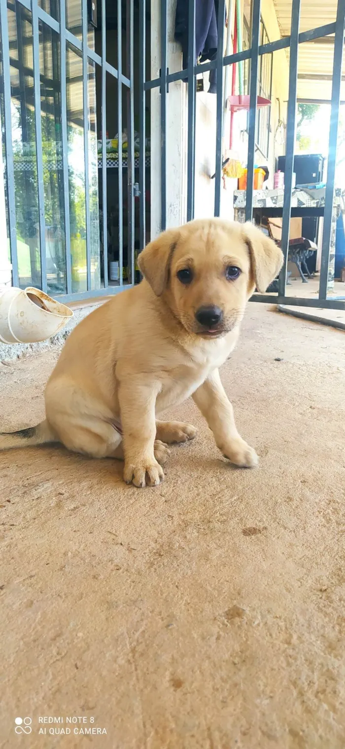 Cachorro ra a SRD-ViraLata idade Abaixo de 2 meses nome Ted