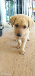 Ted