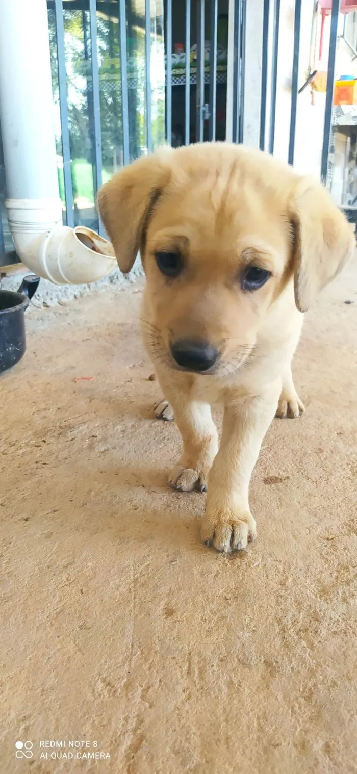 Cachorro ra a SRD-ViraLata idade Abaixo de 2 meses nome Ted
