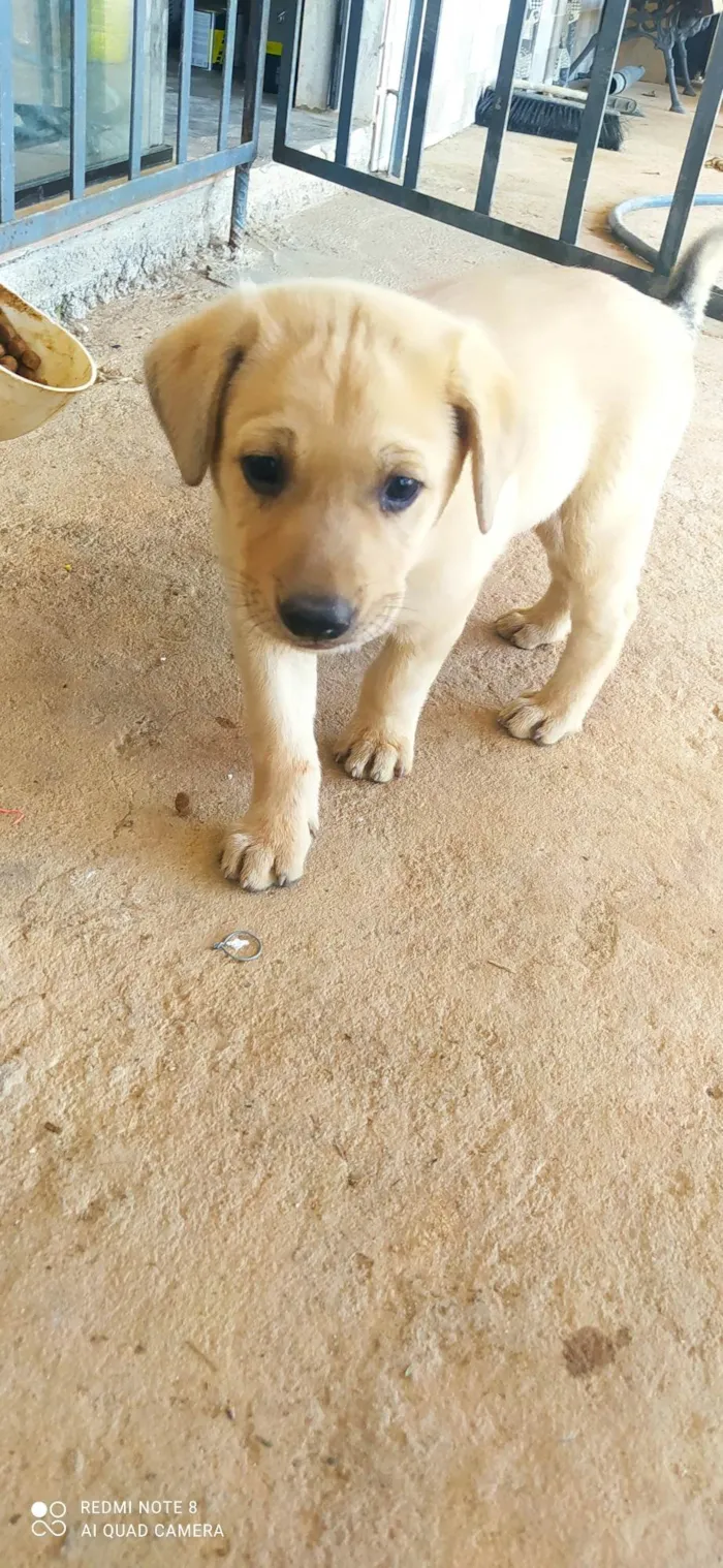 Cachorro ra a SRD-ViraLata idade Abaixo de 2 meses nome Ted
