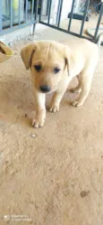 Ted