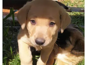Cachorro raça SRD-ViraLata idade Abaixo de 2 meses nome Ted