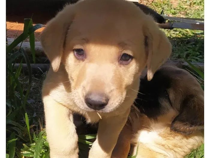 Cachorro ra a SRD-ViraLata idade Abaixo de 2 meses nome Ted