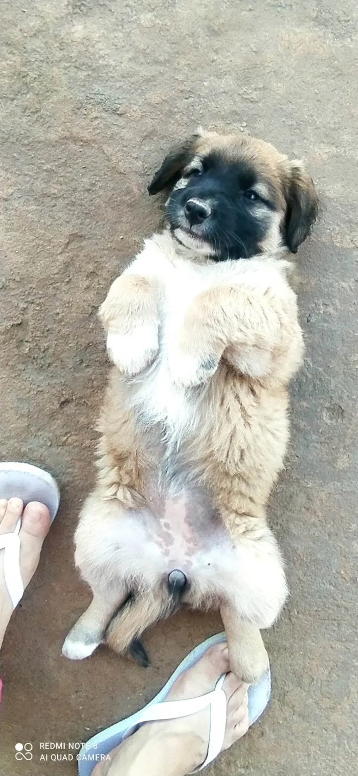 Cachorro ra a SRD-ViraLata idade Abaixo de 2 meses nome Estrela