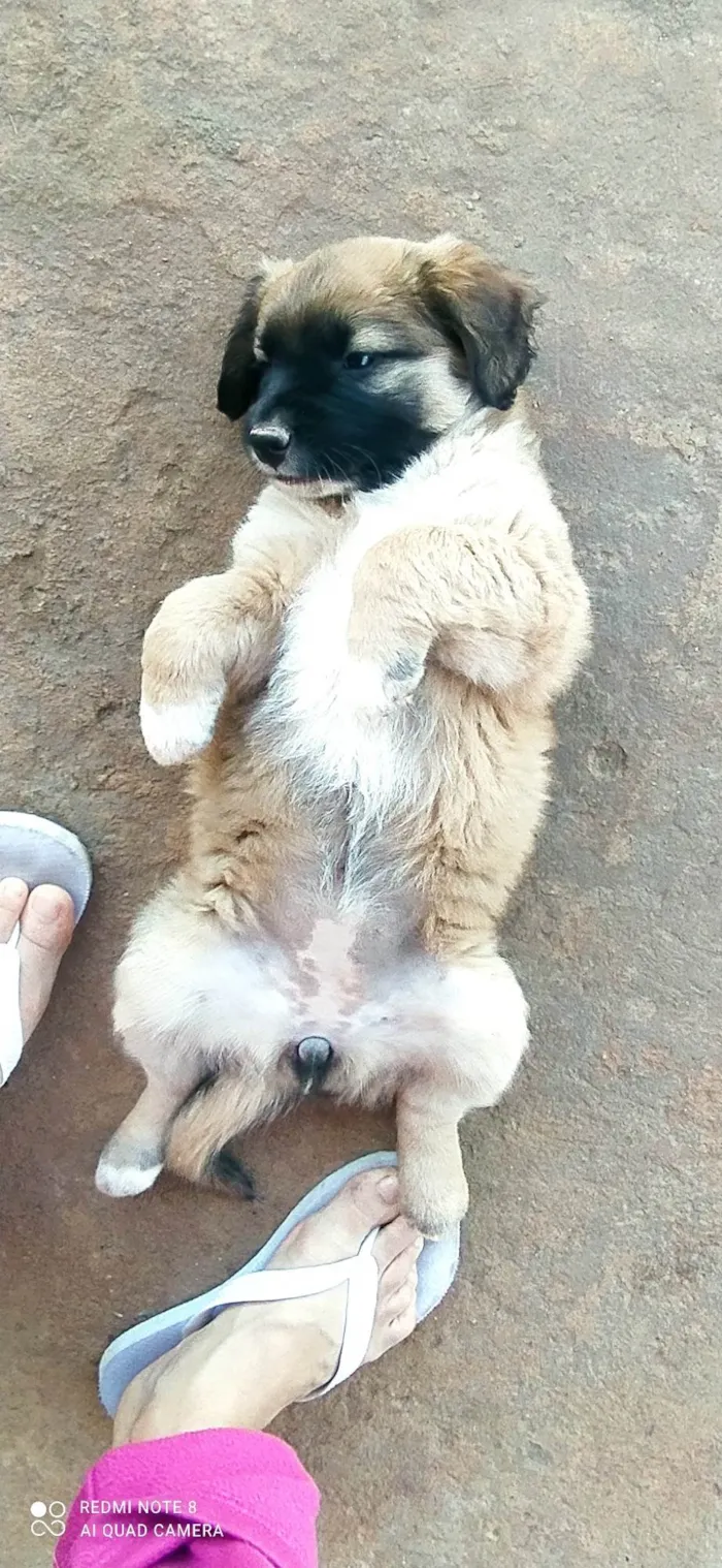Cachorro ra a SRD-ViraLata idade Abaixo de 2 meses nome Estrela
