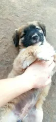 Estrela