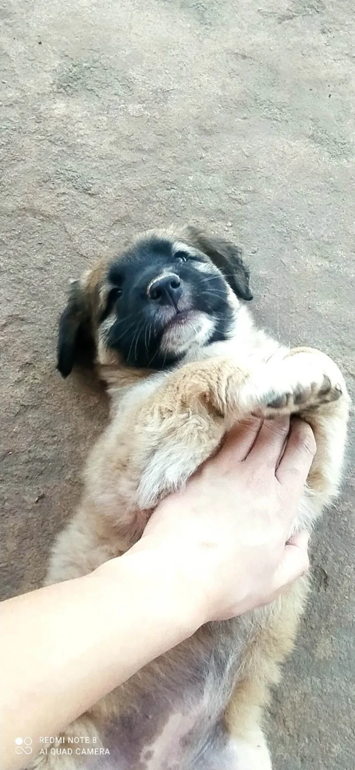 Cachorro ra a SRD-ViraLata idade Abaixo de 2 meses nome Estrela