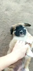 Estrela