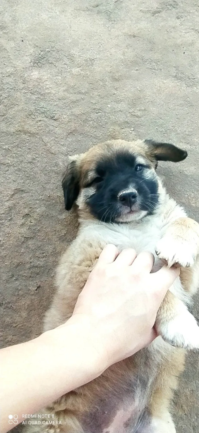 Cachorro ra a SRD-ViraLata idade Abaixo de 2 meses nome Estrela