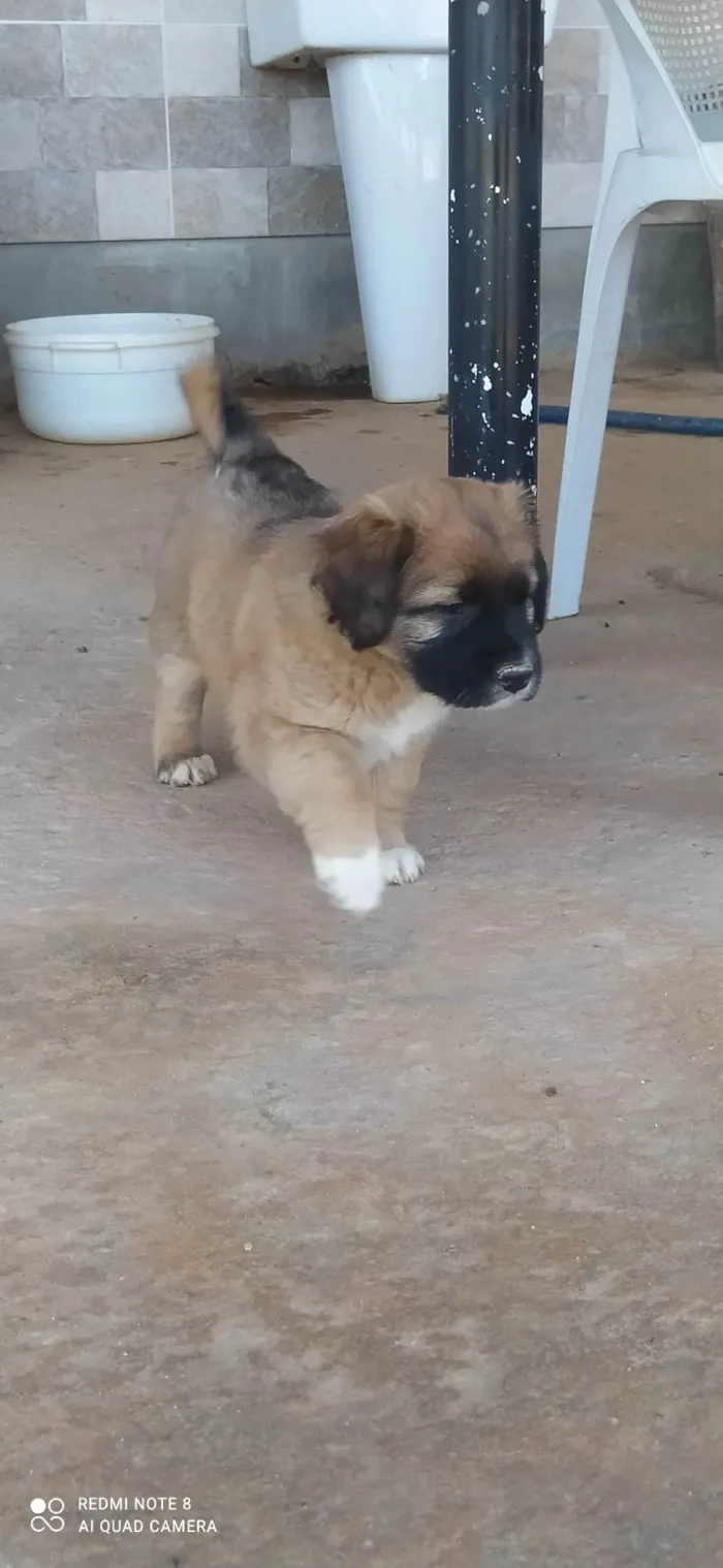 Cachorro ra a SRD-ViraLata idade Abaixo de 2 meses nome Estrela