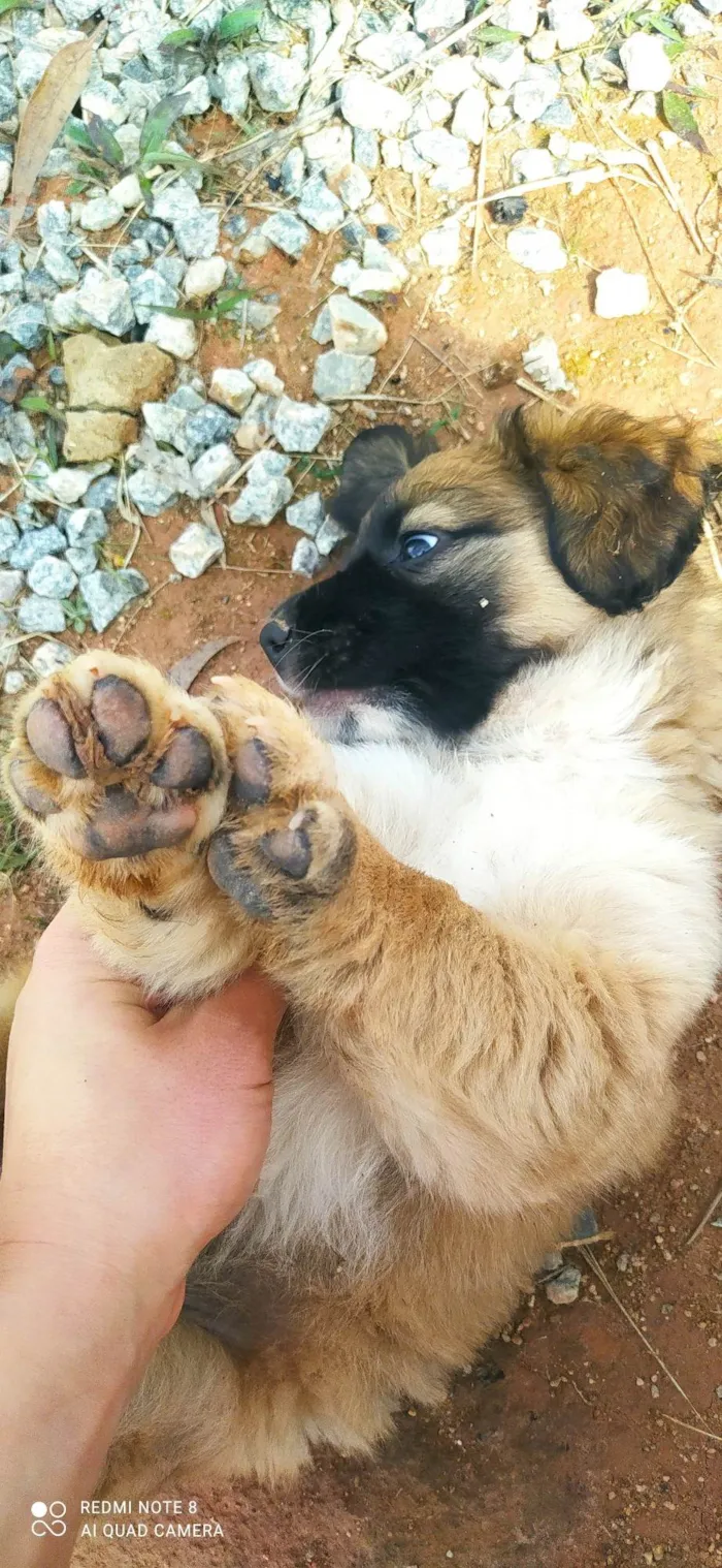 Cachorro ra a SRD-ViraLata idade Abaixo de 2 meses nome Estrela