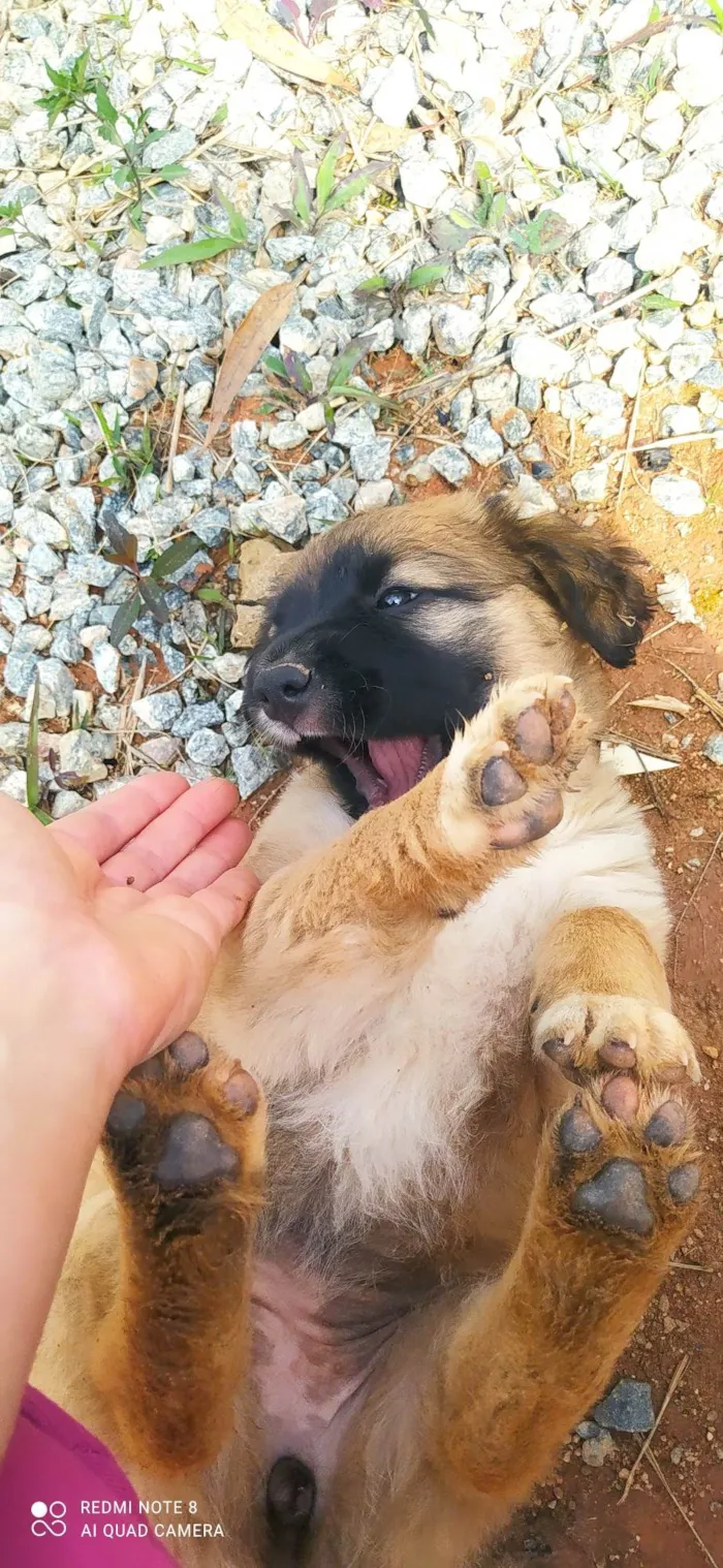 Cachorro ra a SRD-ViraLata idade Abaixo de 2 meses nome Estrela