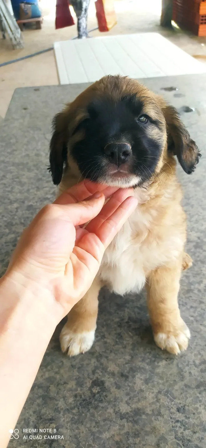 Cachorro ra a SRD-ViraLata idade Abaixo de 2 meses nome Estrela
