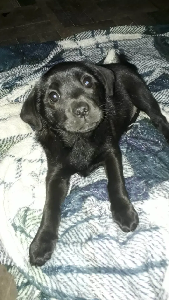 Cachorro ra a Chow Chow idade Abaixo de 2 meses nome Sem nome