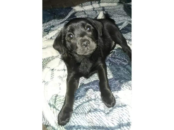 Cachorro ra a Chow Chow idade Abaixo de 2 meses nome Sem nome