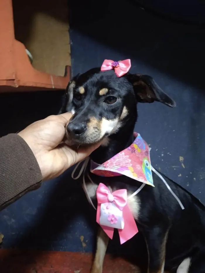 Cachorro ra a Pinscher idade 2 a 6 meses nome Filhotes 