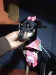 Filhotes