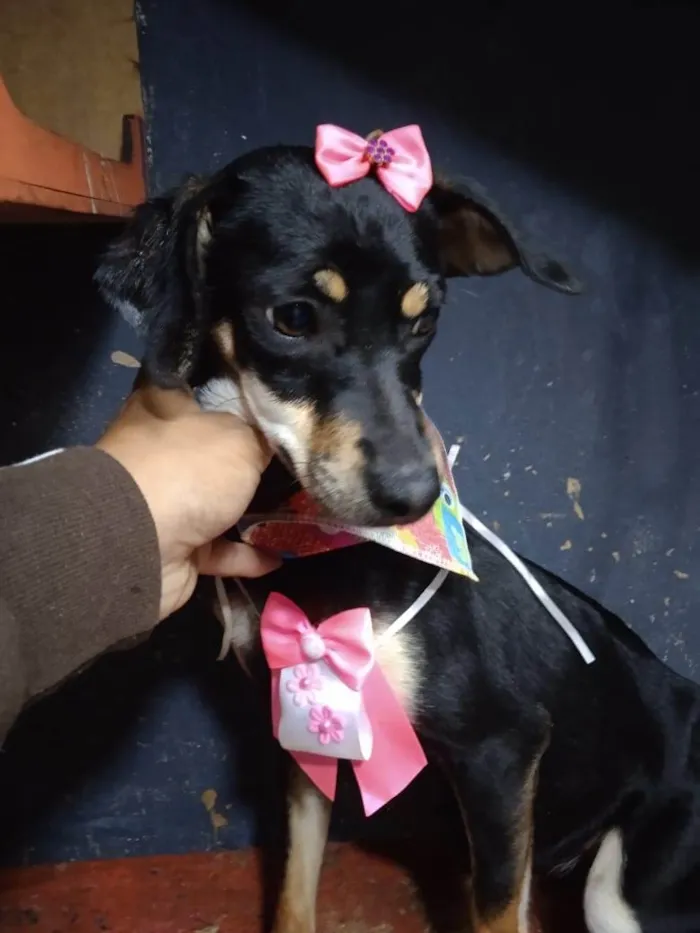 Cachorro ra a Pinscher idade 2 a 6 meses nome Filhotes 