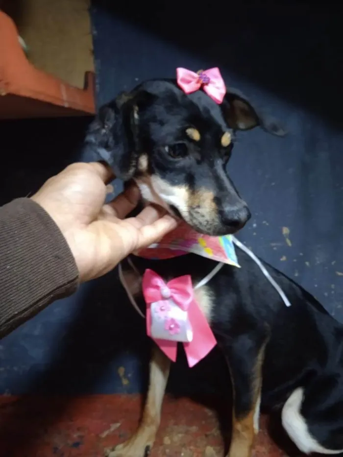 Cachorro ra a Pinscher idade 2 a 6 meses nome Filhotes 