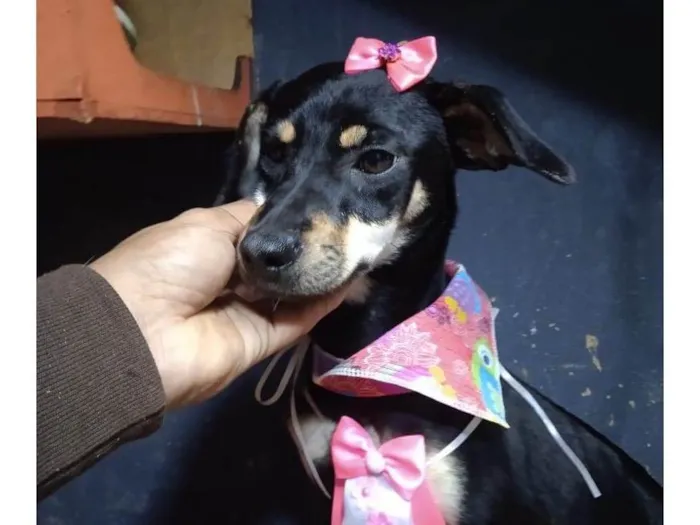 Cachorro ra a Pinscher idade 2 a 6 meses nome Filhotes 