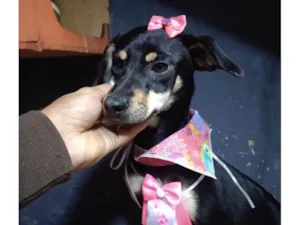 Cachorro raça Pinscher idade 2 a 6 meses nome Filhotes 