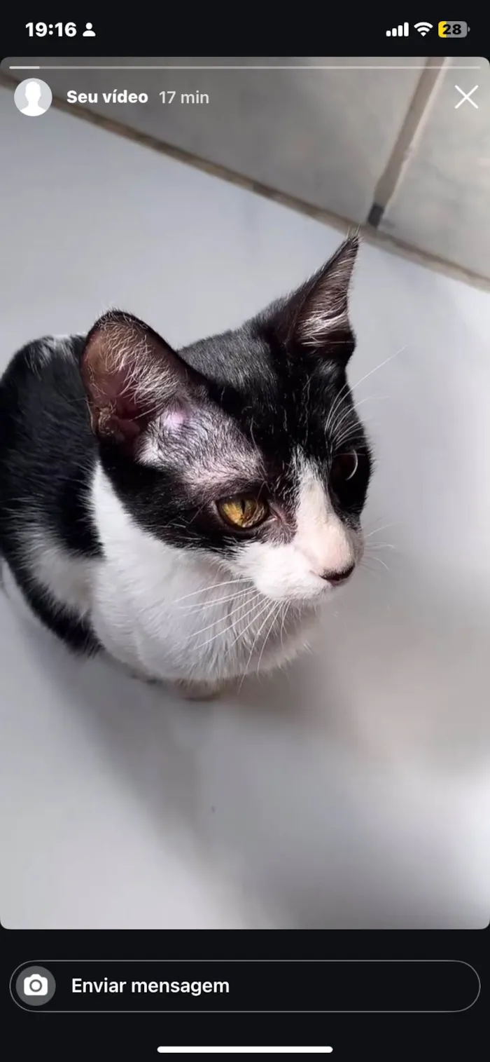 Gato ra a SRD-ViraLata idade 2 a 6 meses nome Glenda Cristine Figueiredo Correia 