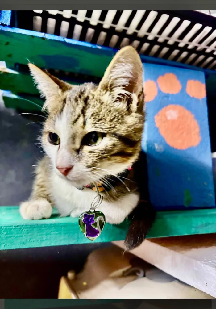 Gato ra a SRD-ViraLata idade 2 a 6 meses nome Petisco
