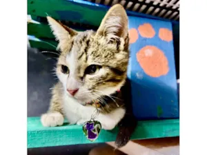 Gato raça SRD-ViraLata idade 2 a 6 meses nome Petisco
