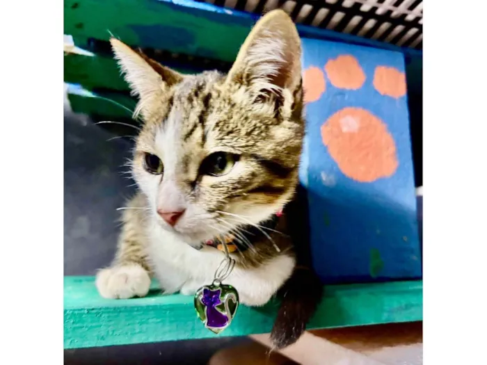 Gato ra a SRD-ViraLata idade 2 a 6 meses nome Petisco