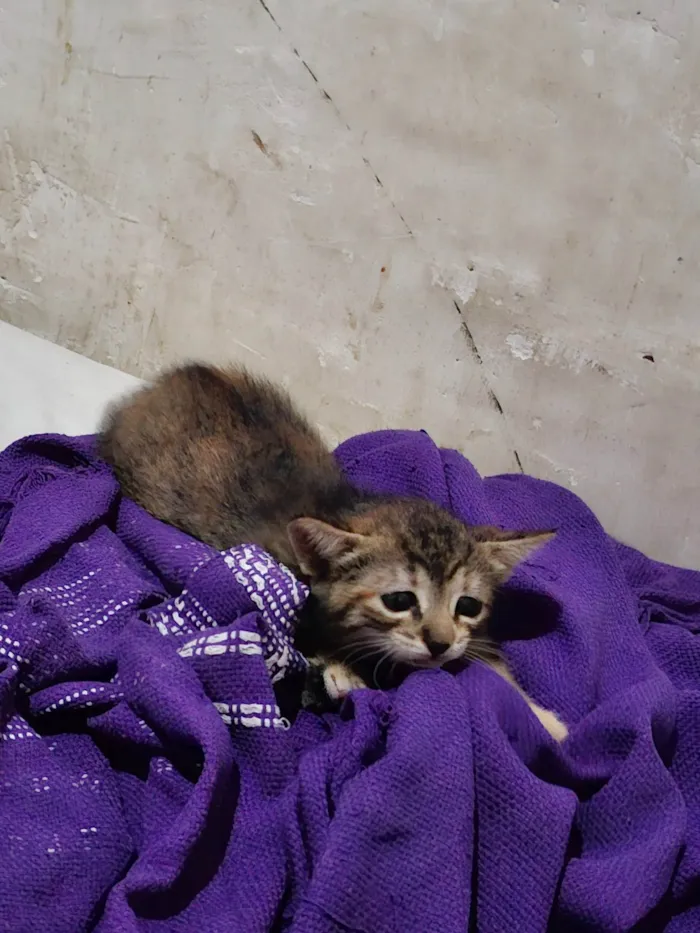 Gato ra a SRD-ViraLata idade 2 a 6 meses nome Ainda sem nome